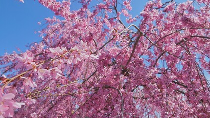 Full Bloom cherry blossom during season.