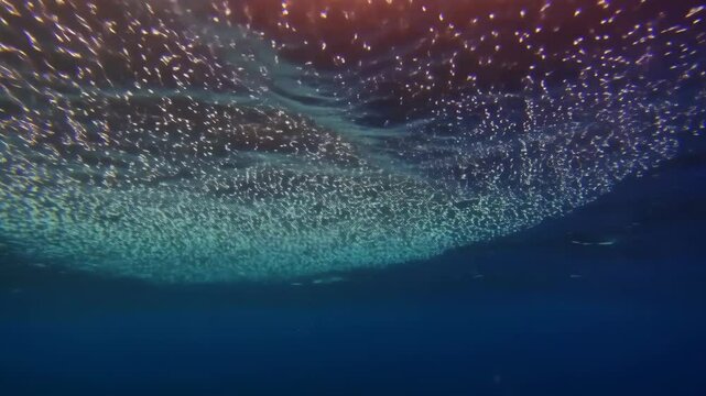 Underwater view of sunlight shining through the surface with dense school of silverside fish, swimming in their natural habitat.