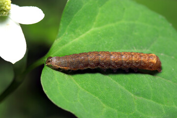 青葉上に茶色いヨトウガ幼虫（自然環境下昆虫類マクロ撮影）