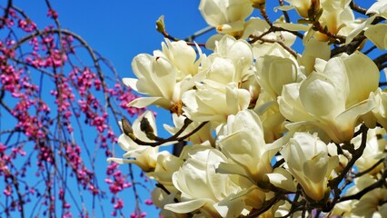 Full bloom white magnolia in the garden. © Chaiwat