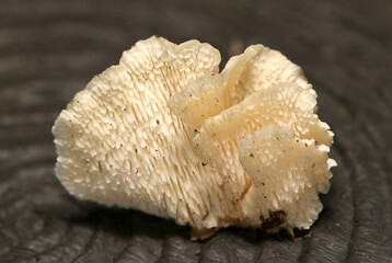 白から薄茶色のニクウスバタケキノコ背面針状ヒダ形状（自然環境下菌・キノコ類ストロボマクロ撮影）