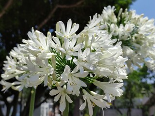 Beautiful spring flowering plants shot through the sun.Hermosos plantas de flores de primavera disparados a través del sol. (18)