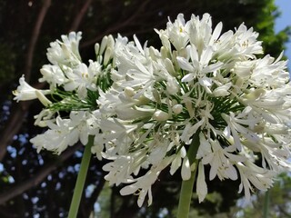Beautiful spring flowering plants shot through the sun.Hermosos plantas de flores de primavera disparados a través del sol. (19)