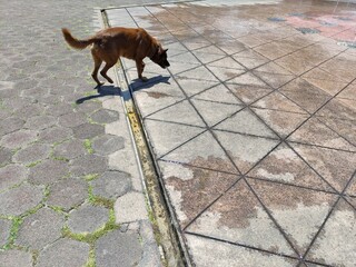 An adorable brown dog walks through the streets of the city.,Un adorable perro de color café camina por las calles de  la ciudad. (24)