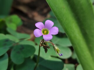 Small pink flowers blooming in spring on a sunny day, a background of blue sky,Pequeñas flores de color rosa floreciente en primavera en un día soleado, un fondo de cielo azul,(27)