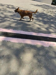 An adorable brown dog walks through the streets of the city.,Un adorable perro de color café camina por las calles de  la ciudad.  (30).j