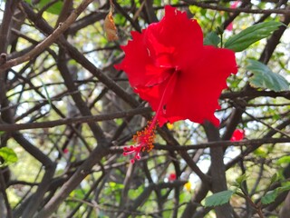 beautiful spring flowers,hermosas flores de primavera,(32).
