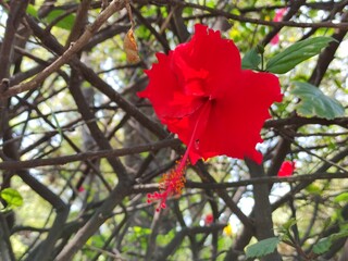 beautiful spring flowers,hermosas flores de primavera,(33).
