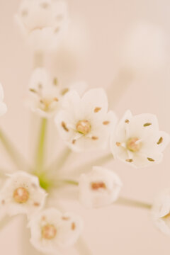 Close up of a white flower