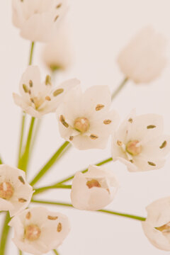 Close up of a white flower