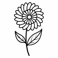 Calendula flower on white background