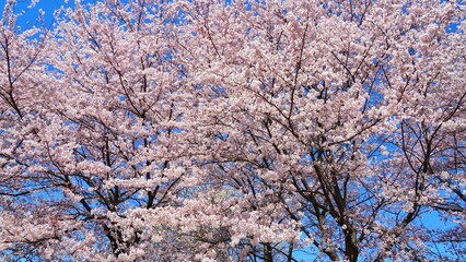 Full bloom cherry blossom during spring season at Japan. 