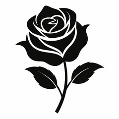 black rose vector illustration