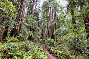 Obraz premium Dirt Path in Muir Woods 2