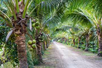 many coconut trees and green coconuts bunch in garden for fresh coconut milk or water and agriculture farm for gardeners and gardening with natural summer drink and nature food with copy space