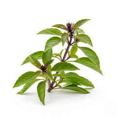 Sweet Thai basil (Ocimum basilicum), fresh green-purple stemmed leaves, isolated on white background