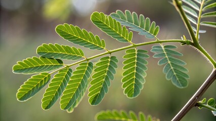 Closeup of a branch with bright green pinnate leaves