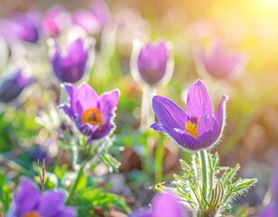 Stunning Close-Up of Vibrant Purple Pasque Flowers Basking in Golden Sunlight.  A breathtaking display of springtime beauty, 