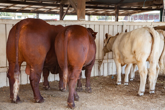 Cattle tied up in shed at the showgrounds
