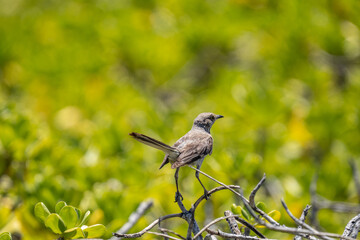 The northern mockingbird (Mimus polyglottos) is a mockingbird commonly found in North America, of the family Mimidae. Kaʻena Point , Oahu Hawaii