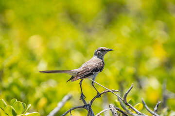 The northern mockingbird (Mimus polyglottos) is a mockingbird commonly found in North America, of the family Mimidae. Kaʻena Point , Oahu Hawaii