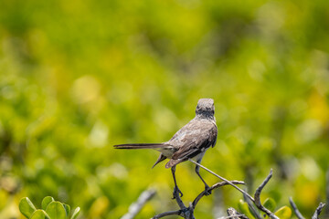 The northern mockingbird (Mimus polyglottos) is a mockingbird commonly found in North America, of the family Mimidae. Kaʻena Point , Oahu Hawaii