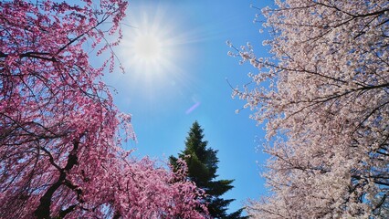 Beautiful sunshine with full bloom cherry blossom at Japan.