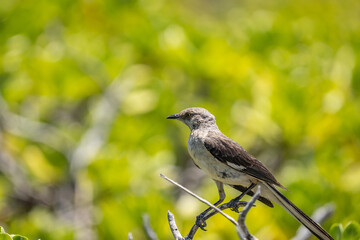 The northern mockingbird (Mimus polyglottos) is a mockingbird commonly found in North America, of the family Mimidae. Kaʻena Point , Oahu Hawaii