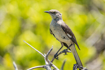 The northern mockingbird (Mimus polyglottos) is a mockingbird commonly found in North America, of the family Mimidae. Kaʻena Point , Oahu Hawaii