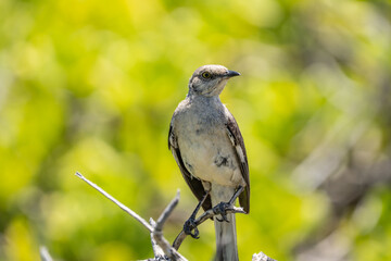The northern mockingbird (Mimus polyglottos) is a mockingbird commonly found in North America, of the family Mimidae. Kaʻena Point , Oahu Hawaii