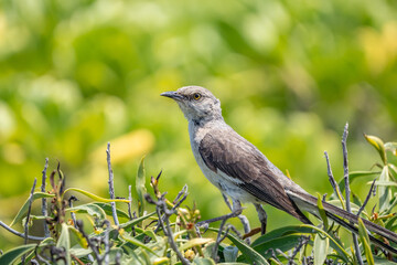 Obraz premium The northern mockingbird (Mimus polyglottos) is a mockingbird commonly found in North America, of the family Mimidae. Kaʻena Point , Oahu Hawaii