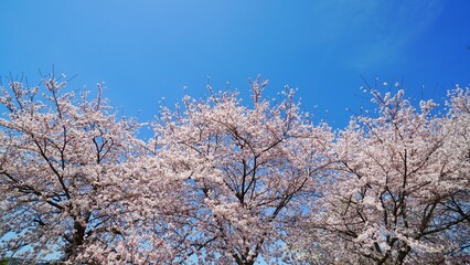 Full bloom cherry blossom with blue sky in Japan. 