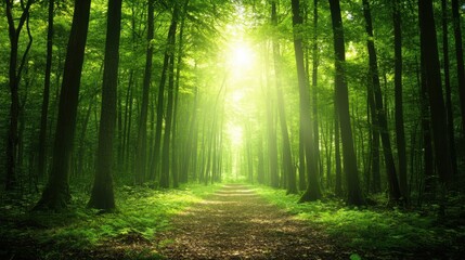 Obraz premium A vast, empty woodland at midday, sunlight streaming through gaps in the dense green canopy, illuminating the path.