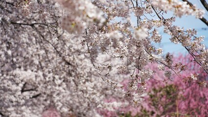 Full bloom cherry blossom during spring season at Japan.