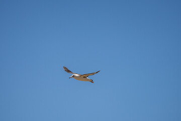 The Laysan albatross (Phoebastria immutabilis) is a large seabird that ranges across the North Pacific. Kaʻena Point, Oahu Hawaii