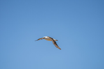 The Laysan albatross (Phoebastria immutabilis) is a large seabird that ranges across the North Pacific. Kaʻena Point, Oahu Hawaii