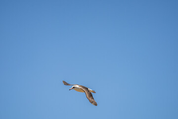 The Laysan albatross (Phoebastria immutabilis) is a large seabird that ranges across the North Pacific. Kaʻena Point, Oahu Hawaii