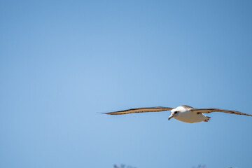 The Laysan albatross (Phoebastria immutabilis) is a large seabird that ranges across the North Pacific. Kaʻena Point, Oahu Hawaii