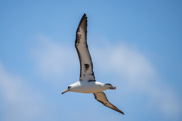 The Laysan albatross (Phoebastria immutabilis) is a large seabird that ranges across the North Pacific. Kaʻena Point, Oahu Hawaii