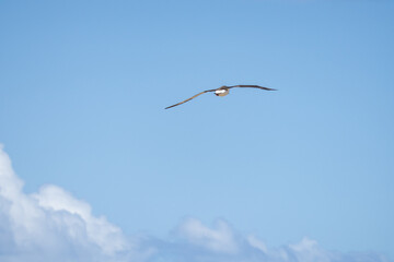 The Laysan albatross (Phoebastria immutabilis) is a large seabird that ranges across the North Pacific. Kaʻena Point, Oahu Hawaii	
