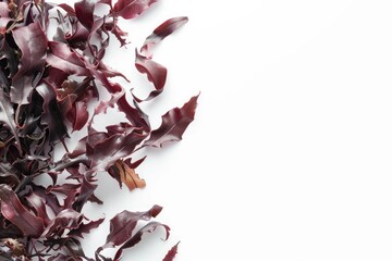 Vibrant Picture of Dulse Isolated on White Background
