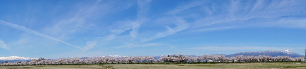 Beautiful panoramic view of cherry blossom trees in Japan.