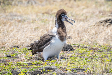 chick. The Laysan albatross (Phoebastria immutabilis) is a large seabird that ranges across the North Pacific. Kaʻena Point , Oahu Hawaii