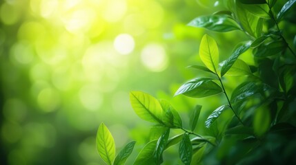 Fototapeta premium Lush green foliage with vibrant leaves, 