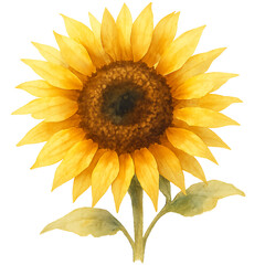 Naklejka premium Bright Sunflower Bloom Isolated on White