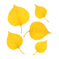 Fototapeta premium Golden Ginkgo Leaves Isolated on White