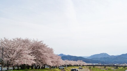 Beautiful park with full bloom cherry blossom in Japan. 
