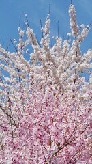 Full bloom cherry blossom in Japan. 