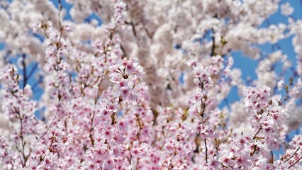 Full bloom cherry blossom during spring season in Japan. 