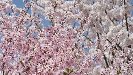 Full bloom cherry blossom during spring season. 